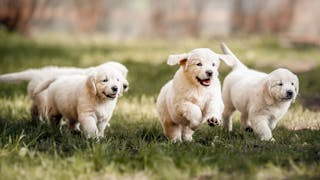 Golden Retriever puppies running outdoors in a garden